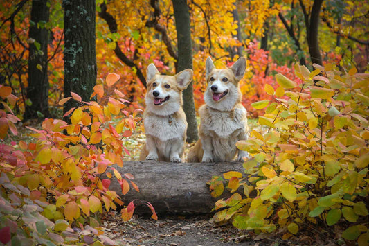 Deux petits chiens dans les bois avec les feuilles qui tombent car c'est l'automne